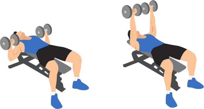 Dumbbell Bench Press demonstration