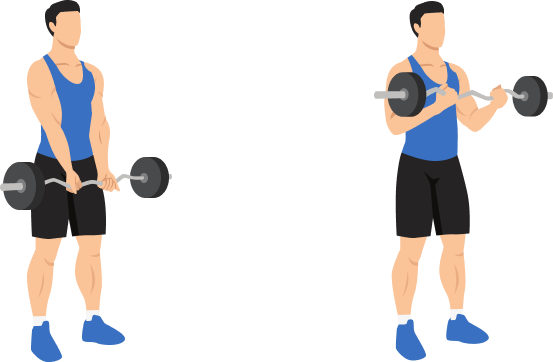 EZ Bar Curl demonstration