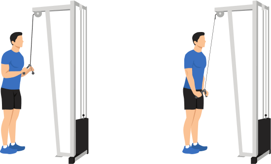 Tricep Pushdown demonstration